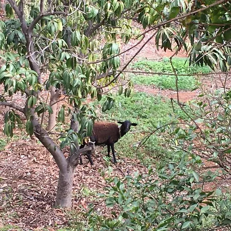 Hacienda La Extremena Güimar